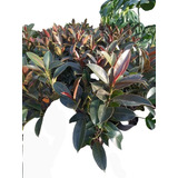 Gomero - Ficus Elástica - Planta Interior - Maceta 5 Litros