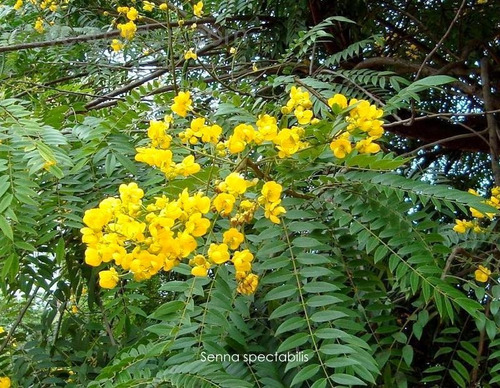 Carnaval Senna Spectabilis Cassia Árbol Nativo 