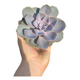 Suculenta Echeveria Perle Pote 11 Planta Externa De Sol