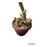 Cactus Biznaga  Suculenta  + Regalo