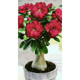  Adenium Rosa Del Desierto Glamour