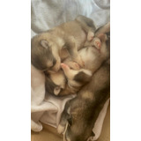 Hermosos Cachorros Alaskan Malamute Hijos De Padres Registra