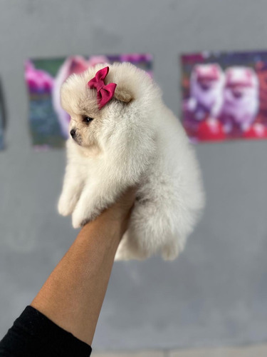 Spitz Alemão/ Lulu Da Pomerania Anao Fêmea