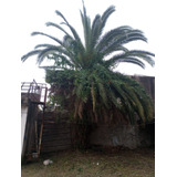 Palmera 