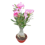 Rosa Del Desierto Adenium Grandes Ejemplares