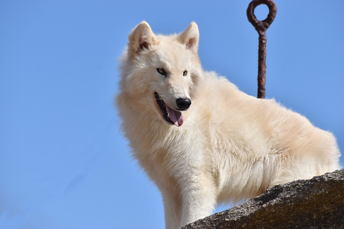Perro Lobo Americano Cachorros Blanco (50 % Ovejero Alemán)