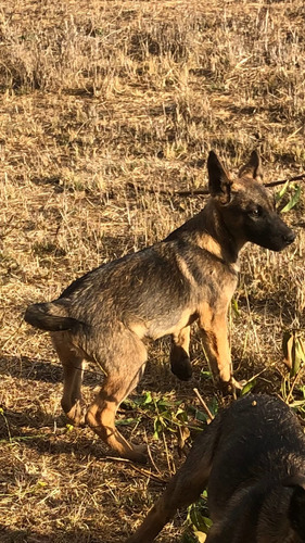 Pastor Belga Malinois 3 Meses Ambos Padres A La Visita Madre