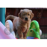 Cachorros Golden Retriever De Campo, Sanos Y 100% Puros