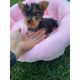 Pequeñas Hembritas Yorkshire Terrier  Inscritos Kcc