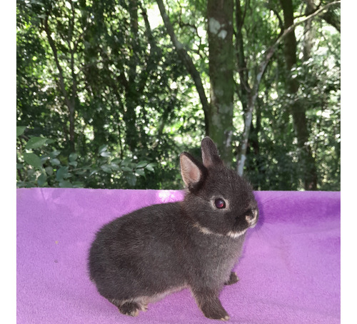 Mini Coelhos Anaos Netherland Dwarf (padrão Show)