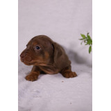 Fêmea Chocolate De Dachshund Kanichen Com Pedigree