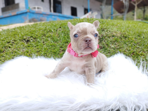 Cachorra Bull Dog Francés Isabella Merle Animal Pets