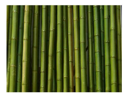 Cañas Bambu X Unidad 1m El Mejor Precio De Mercado Libre $25