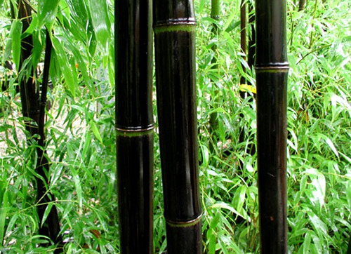 Bambu Negro - Phyllostachys Nigra - Sementes Para Mudas