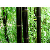 Bambu Negro - Phyllostachys Nigra - Sementes Para Mudas