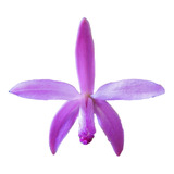 Planta Micro Orquídea Laelia Crispilabia Pré-adulta 