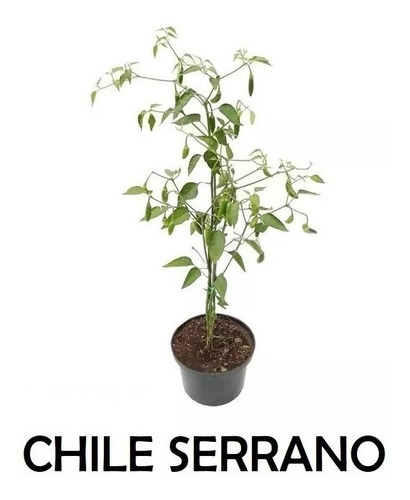 Planta De Chile Serrano