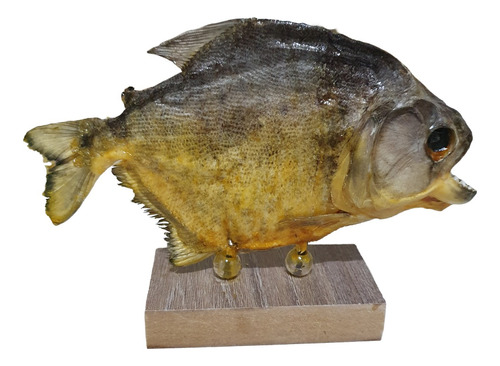 Escultura Peixe Piranha Empalhada