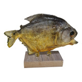 Escultura Peixe Piranha Empalhada