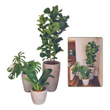  Kit Jogo 3 Plantas Naturais C/ Vasos Decorativos