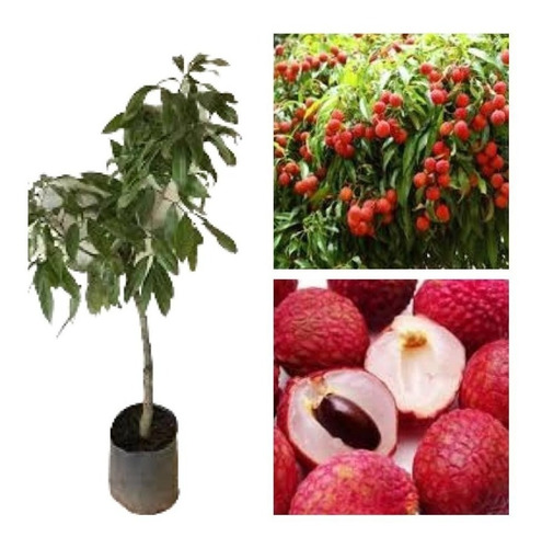 Muda De Lichia Kwai Mai Pink - A Rainha Das Frutas Com 80 Cm