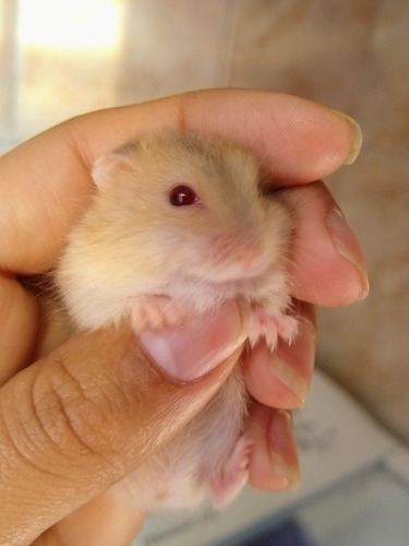 Hamster