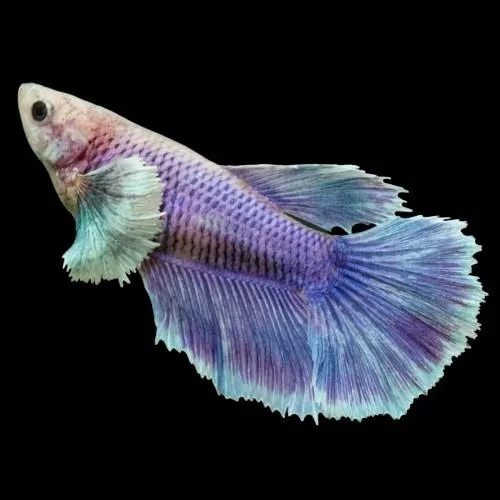 Betta Femea Dumbo 5 Unidades