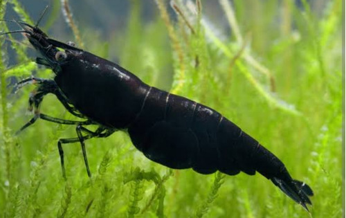 Camarão Neocaridina Black Sakura Pact 5 Unidades