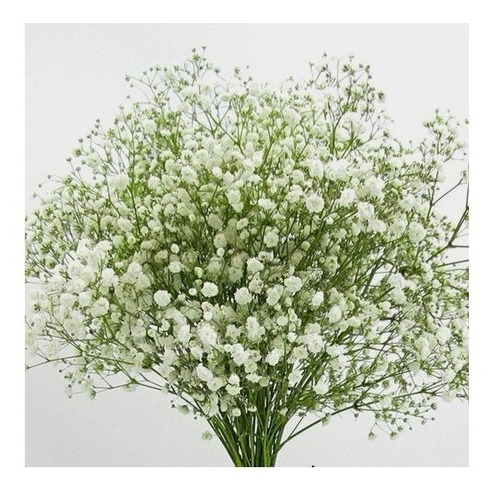 Gypsophila (ramos De Novias) X 140 Semillas