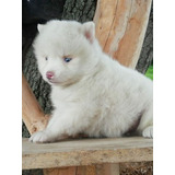 Espectaculares Cachorros Pomsky/pomski, De Rk Puppies!!!