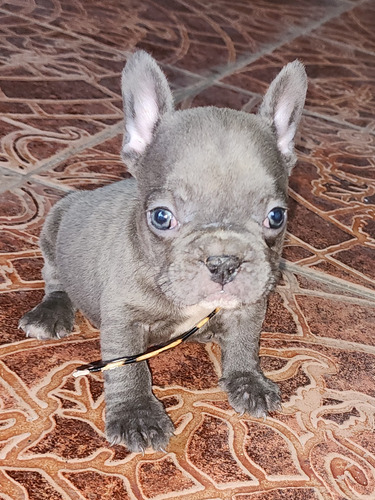 Bulldog Frances Blue Macho 