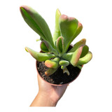 Suculenta Kalanchoe Oricula Pote 11 Grande 