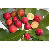 Sementes Araçá Vermelho Araça Goiaba Frutas Frutifera Mudas