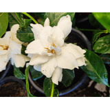 Planta Gardenia - Flor Jazmín Del Cabo