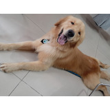 Golden Retriver Filhote Fêmea E Macho Disponível