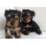 Cachorros Yorkshire Terrier