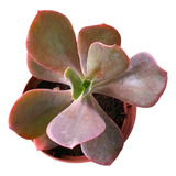 Rara Muda Echeveria Noir Legítima   (matriz Importada) 