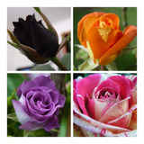 4 Mudas Rosas ( Lilas, Negra, Laranja, Bicolor )