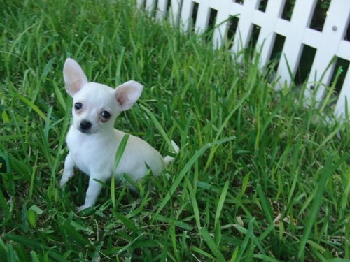 Cachorro Chihuahua Blanco Cabeza De Manzana 018