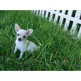 Cachorro Chihuahua Blanco Cabeza De Manzana 018