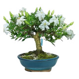 Bonsai Jasmin Anão 12 Anos Fotos Reais  Vaso De Porcelana .