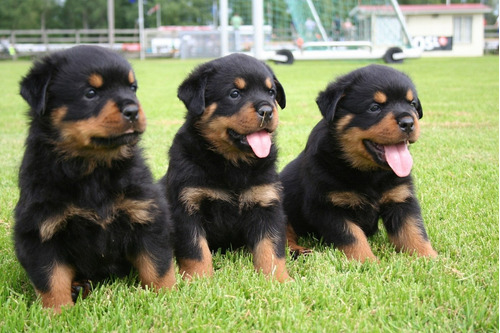 Rottweiler Os Filhotes Mais Lindos 