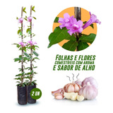 Kit C/ 2 Mudas De Cipó Alho Com Folhas E Flores Comestíveis 