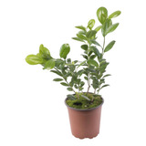 Planta Ficus Microcarpa