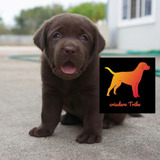 Cachorros Labrador 100% Reales - Criadero Tribu