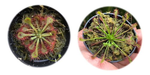 Planta Carnivora Drosera Pote 06 + Musgo - At: Muda Pequena