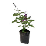 Planta Salvia Guaranitica 