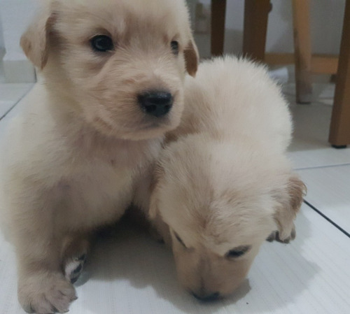 Golden Retriever Filhotes Macho E Fêmea Disponíveis 