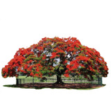 Arbol Tabachin Flamboyán 60 Cms. De Alto Aprox.