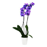  Pb113 Orquídea, 5 , Púrpura